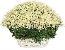 Цветочная композиция из Ромашки в корзине #REPLACE_PRED# Сясьстройске